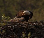 2018 05 05 StPaulEagles 06